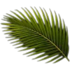 🥥 Эмодзи «tropical» для Telegram