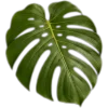 🥥 Эмодзи «tropical» для Telegram
