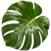 🥥 Эмодзи «tropical» для Telegram