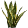 🥥 Эмодзи «tropical» для Telegram