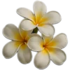 🥥 Эмодзи «tropical» для Telegram