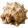 🥥 Эмодзи «tropical» для Telegram