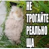 🌟 Эмодзи «tt pic» для Telegram