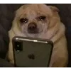 🌟 Эмодзи «tt pic» для Telegram