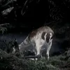 🤩 Эмодзи «Twilight Zone» для Telegram