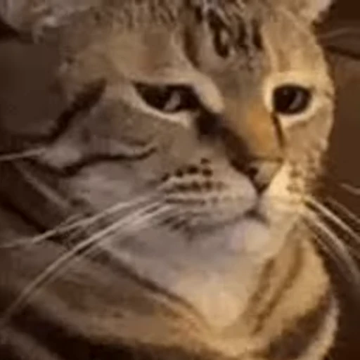 Стикерпак Twitch 7TV Cats для Telegram — скачать