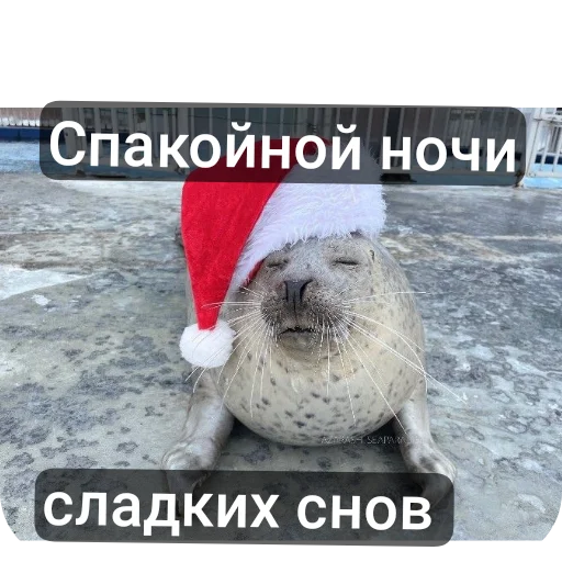 🐦 Стикер «Тюлень» для Telegram
