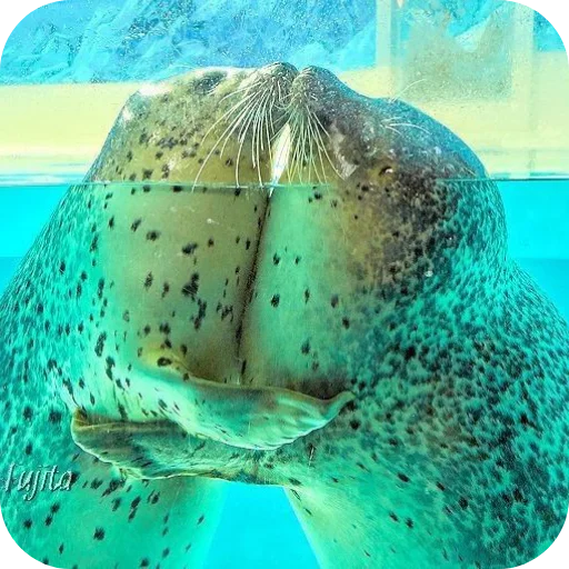 🌊 Стикер «Тюлень» для Telegram