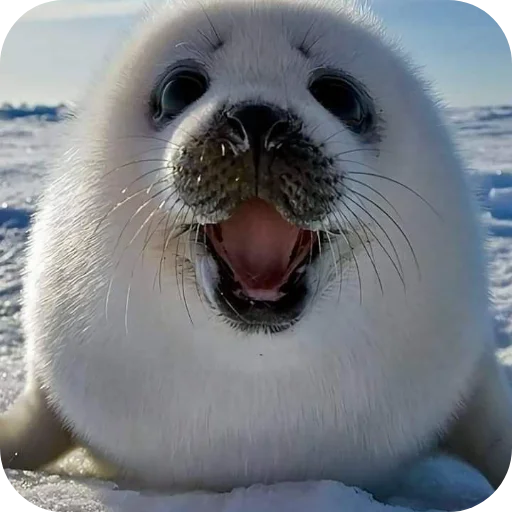 🐦 Стикер «Тюлень» для Telegram