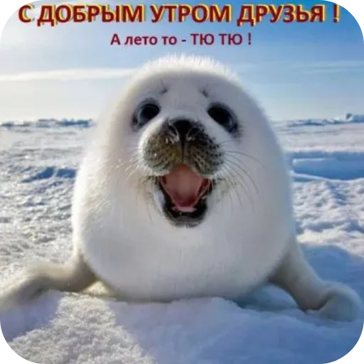 🦭 Стикер «Тюлень» для Telegram