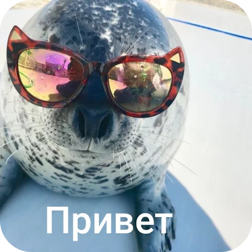 🥽 Стикер «Тюлень» для Telegram