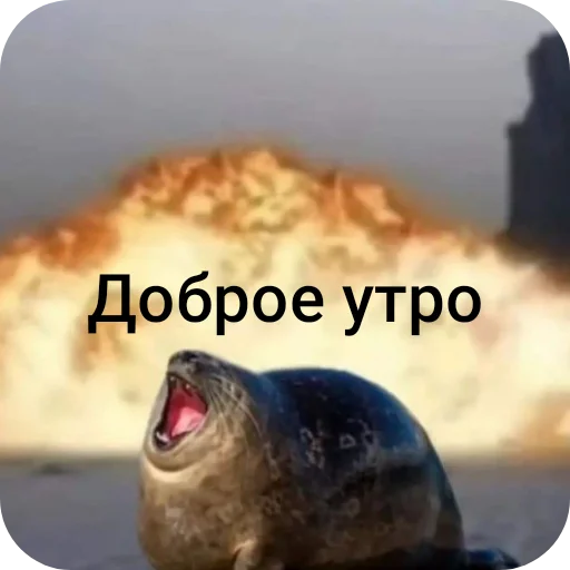 👄 Стикер «Тюлень» для Telegram