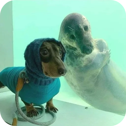 🌊 Стикер «Тюлень» для Telegram