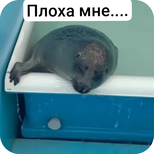 Стикерпак Тюлень для Telegram — скачать