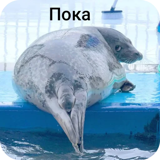🏖 Стикер «Тюлень» для Telegram