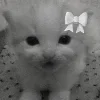 🫨 Эмодзи «Лесюшка #girl #status #style» для Telegram