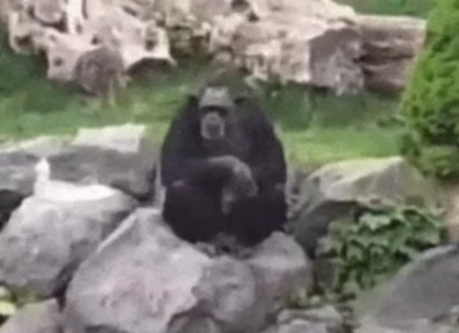 🐒 Стикер «Uh Oh» для Telegram