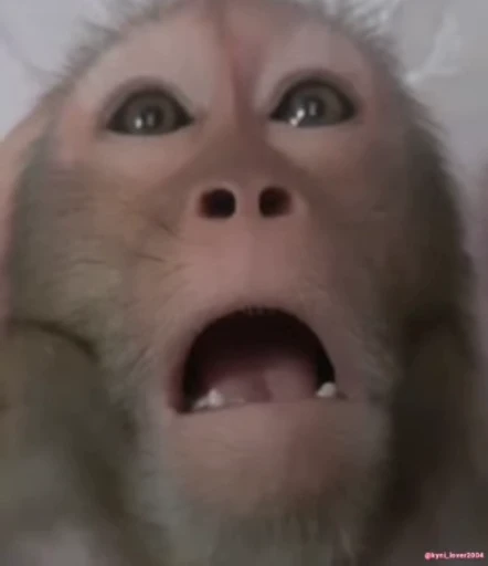 🐵 Стикер «Uh Oh» для Telegram