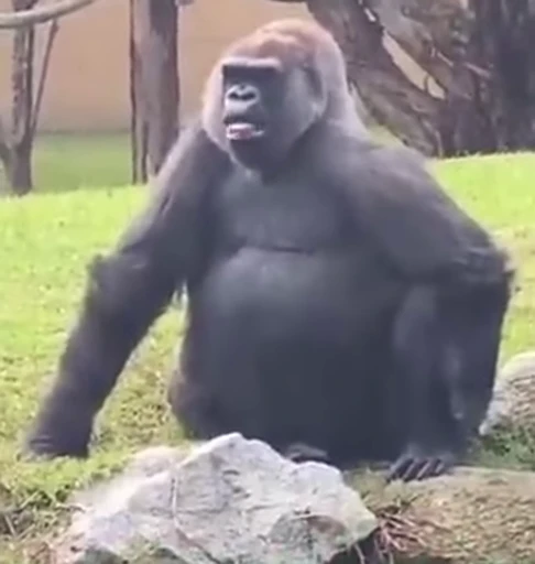 🦍 Стикер «Uh Oh 2» для Telegram