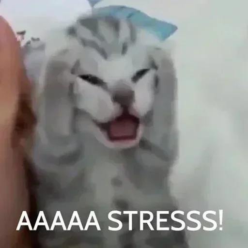 😓 Стикер «memes random» для Telegram