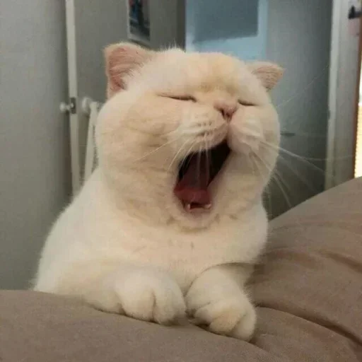 🥱 Стикер «memes random» для Telegram