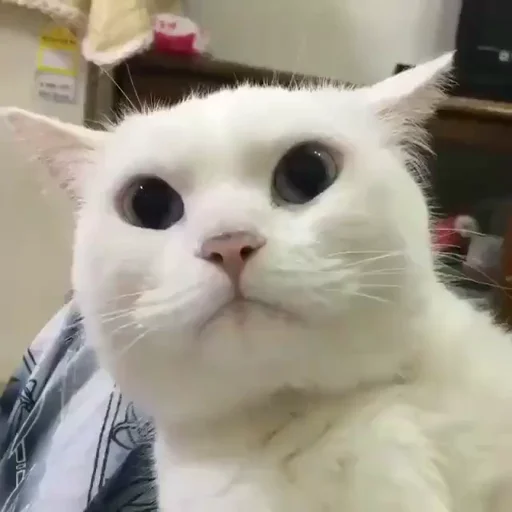 🏵 Стикер «memes random» для Telegram