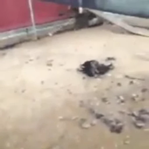 🐓 Стикер «Ultimate Pe Pa Py» для Telegram