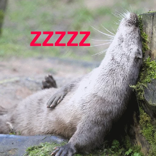 😴 Стикер «Ultra Lutra» для Telegram