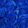 🌹 Эмодзи «Синий Рай» для Telegram