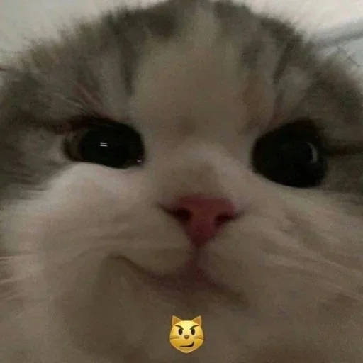 😼 Стикер «аня фрик» для Telegram