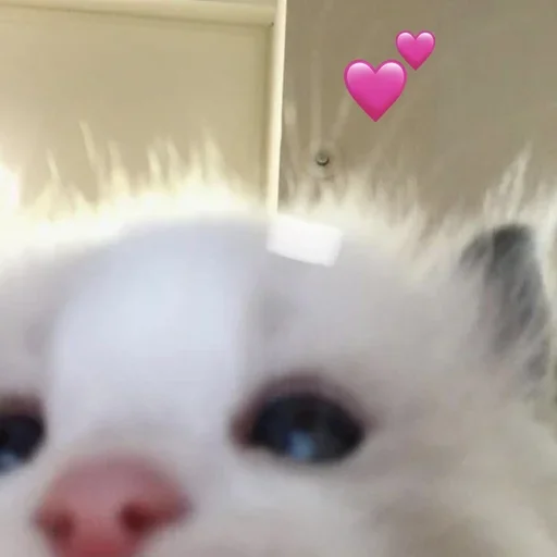 💕 Стикер «аня фрик» для Telegram