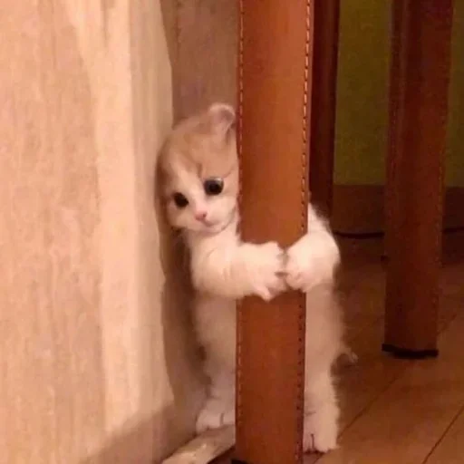 🐈 Стикер «аня фрик» для Telegram