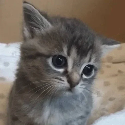 😾 Стикер «улюблені» для Telegram