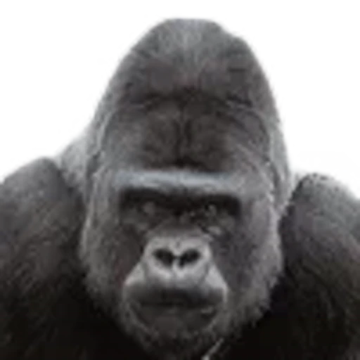 🦍 Эмодзи «Sigma Male Grindset» для Telegram