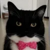 🤩 Эмодзи «Uni Cat» для Telegram