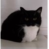 Эмодзи Uni Cat для Telegram — скачать
