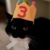 🤩 Эмодзи «Uni Cat» для Telegram