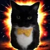 🤩 Эмодзи «Uni Cat» для Telegram