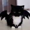 🤩 Эмодзи «Uni Cat» для Telegram