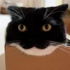 🤩 Эмодзи «Uni Cat» для Telegram