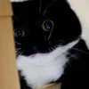 🤩 Эмодзи «Uni Cat» для Telegram