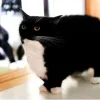 🤩 Эмодзи «Uni Cat» для Telegram