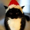 🤩 Эмодзи «Uni Cat» для Telegram