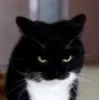 🤩 Эмодзи «Uni Cat» для Telegram