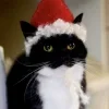 🤩 Эмодзи «Uni Cat» для Telegram