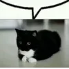 🤩 Эмодзи «Uni Cat» для Telegram