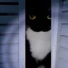 🤩 Эмодзи «Uni Cat» для Telegram