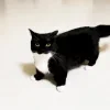🤩 Эмодзи «Uni Cat» для Telegram