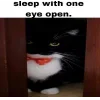 🤩 Эмодзи «Uni Cat» для Telegram
