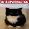 🤩 Эмодзи «Uni Cat» для Telegram